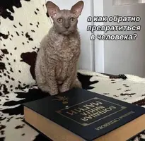 кот — средний размер.webp