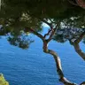 Ulianacannes