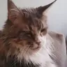 Валентайн